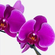 Imagem de Orquídeas