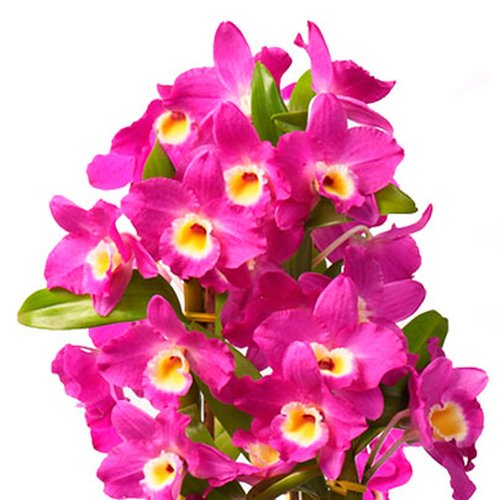 Orquídea Dendrobium Plantada