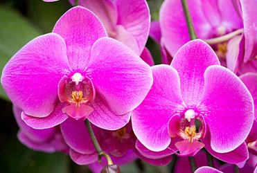 Significados das Orquídeas