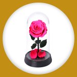 Imagem de A Bela Rosa Encantada