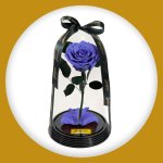 Imagem de Fabulosa Rosa Encantada