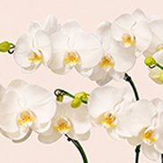 Imagem de Orquídeas