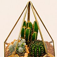 Imagem de Terrários