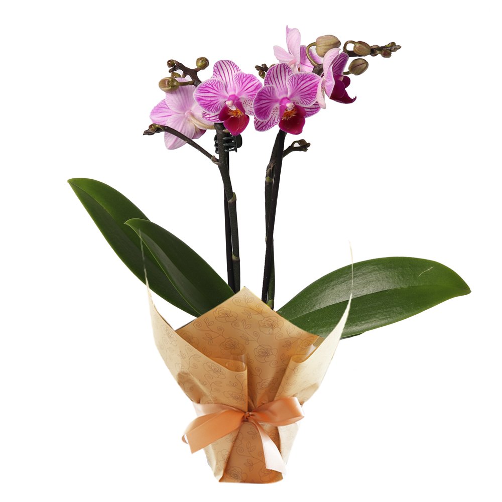 Orquídeas: Saiba Tudo e Compre Agora | Giuliana Flores