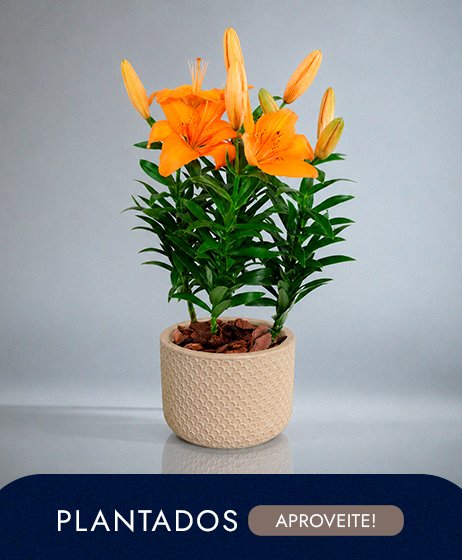 Plantados