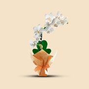 Imagem de Orquídeas