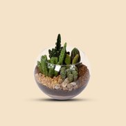 Imagem de Terrários