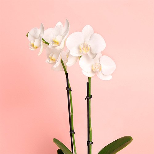 Arranjo de Orquídeas