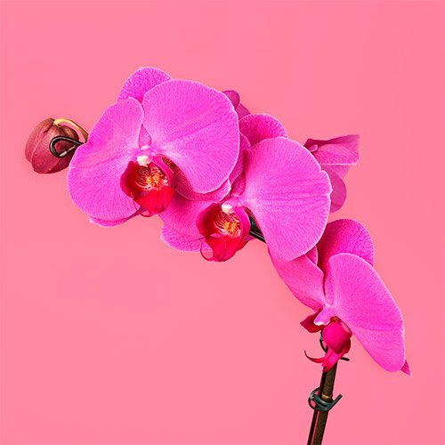 Arranjo de Orquídeas Presente