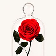 Imagem de Rosa Encantada