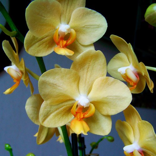 Orquídea Amarela Presente