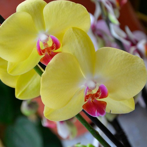 Orquídea Amarela Presente