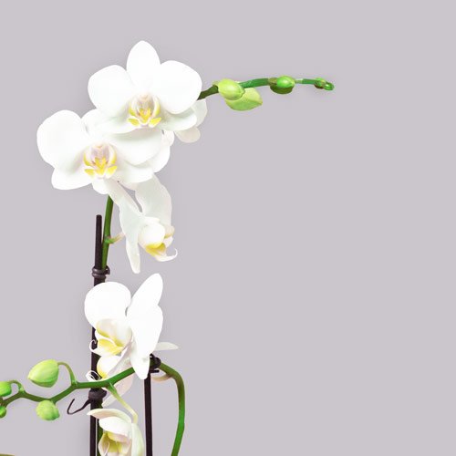 Orquídea Branca Presente