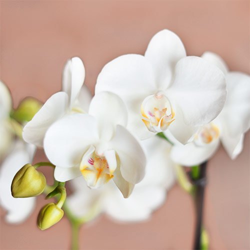 Vasos de Orquídeas Presente