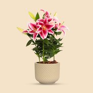 Imagem de Garden