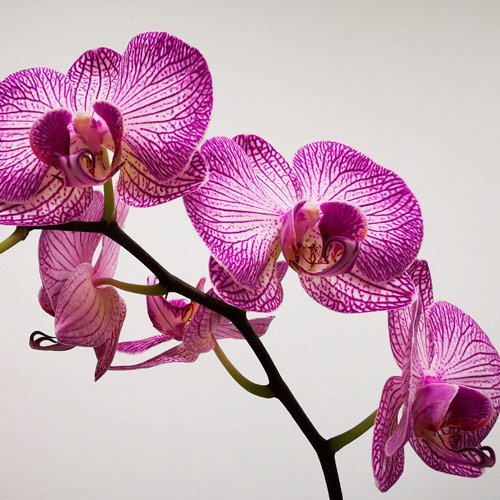 Vaso com orquídeas lilás para Dia do Fisioterapeuta