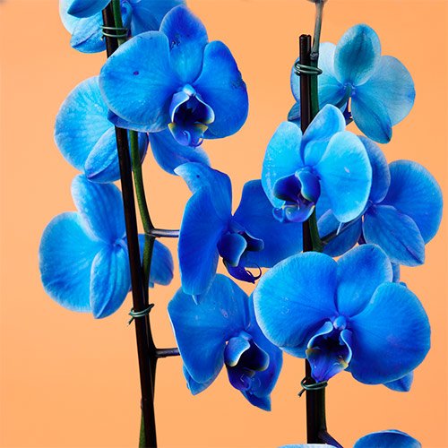 Vaso com orquídea azul Dia do Homem