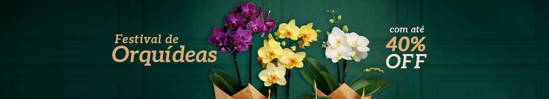 Orquídeas até 40% OFF - Super