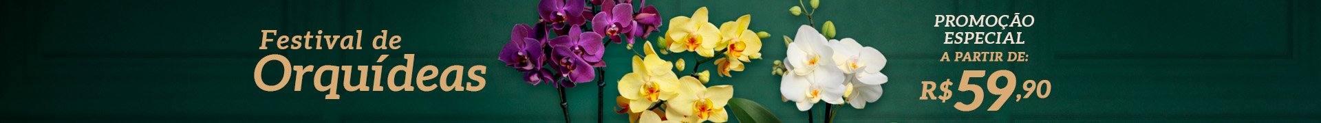 Orquídeas - Middle