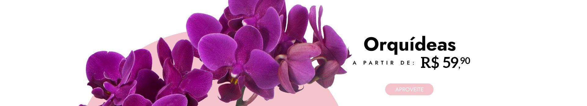 Orquídeas a partir de R$59,90