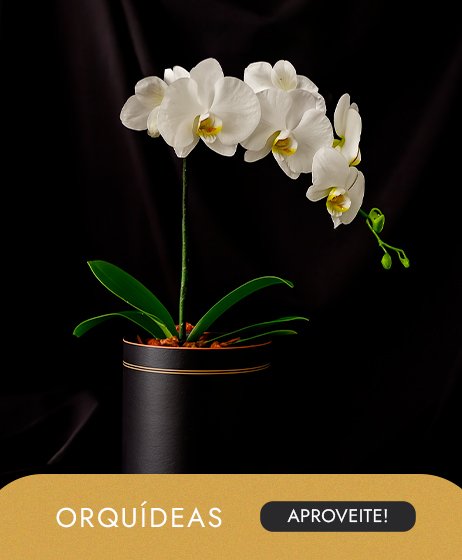 Orquidea Premium