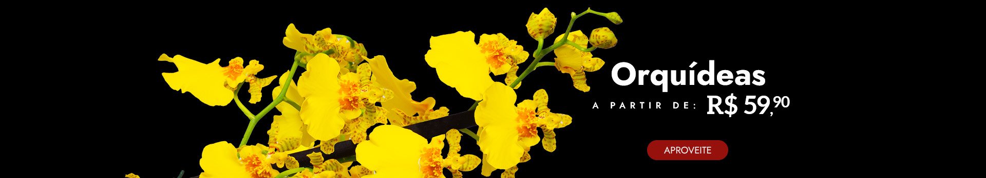 Orquídeas a partir de R$59,90 Off  - Super