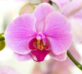 Dicas de conservação das Orquídeas