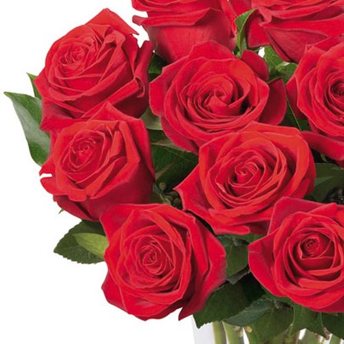 Brilhantes Rosas Vermelhas no Vaso