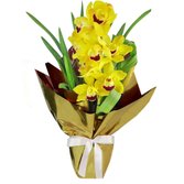 Orquídea Cymbidium Amarela