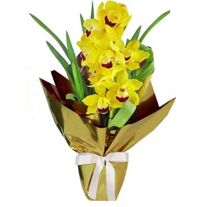 Imagem de Orquídea Cymbidium Amarela