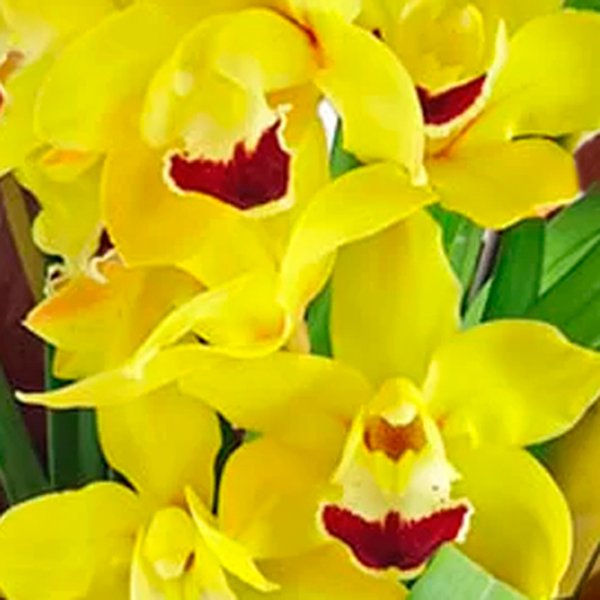 Orquídea Cymbidium Amarela