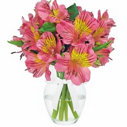 Imagem de Admiração de Astromélias Cor Rosa no Vaso