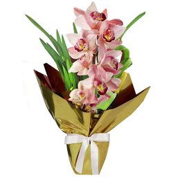 Imagem de Orquídea Cymbidium Rosa
