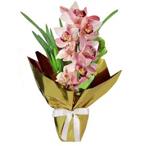 Imagem de Orquídea Cymbidium Rosa