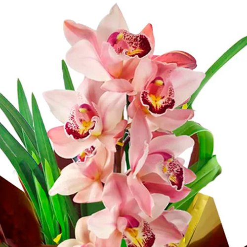 Maravilhosa Orquídea Rosa