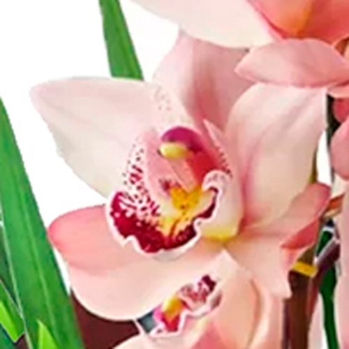 Orquídea Cymbidium Rosa