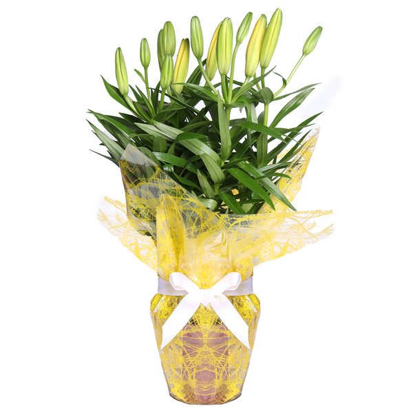 Lírio Amarelo Plantado