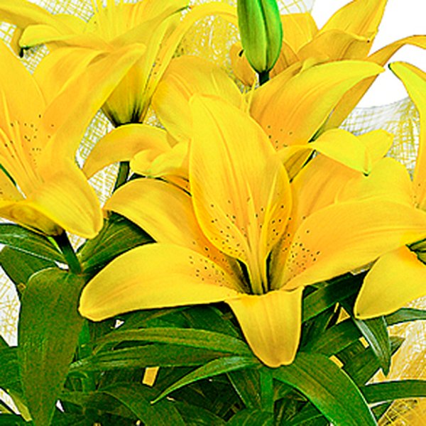 Lírio Amarelo Plantado