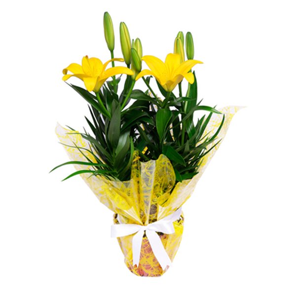Lírio Amarelo Plantado