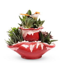 Imagem de Jardim dos Cactos