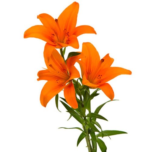 Lírio Laranja - Galho com 3 Flores
