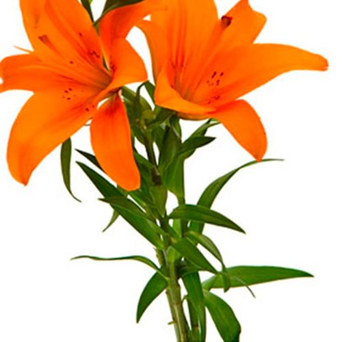 Lírio Laranja - Galho com 3 Flores