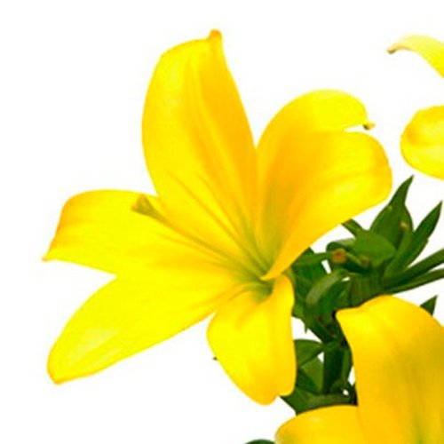 Lírio Amarelo - Galho com 3 Flores