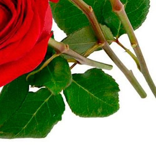Três Rosas Nacional  Vermelhas