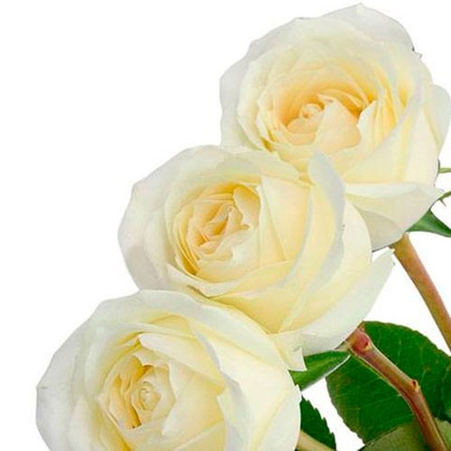 Três Rosas Colombianas Brancas