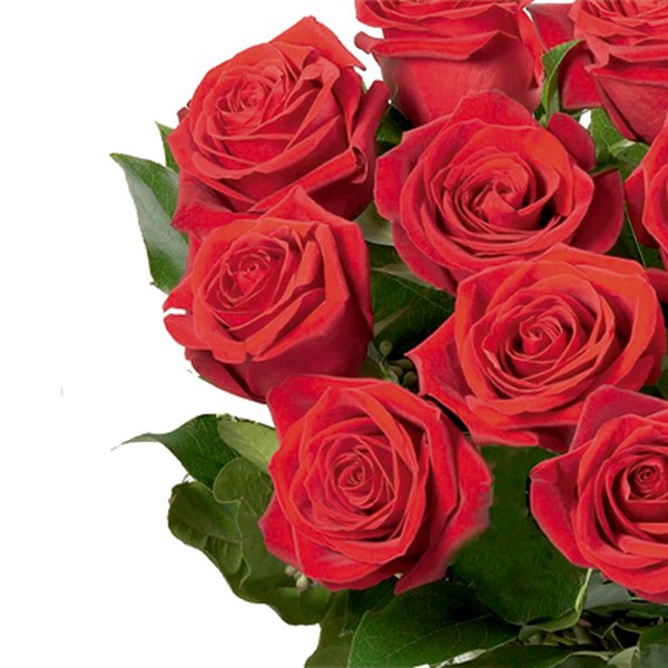 Ramalhete de 12 Rosas Colombianas Vermelhas