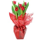 Tulipas Plantadas Presente