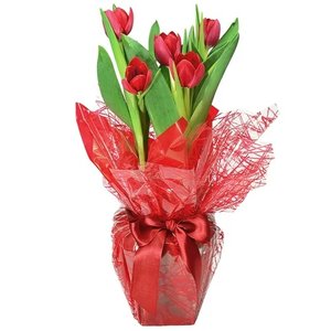 Imagem de Tulipas Plantadas Presente