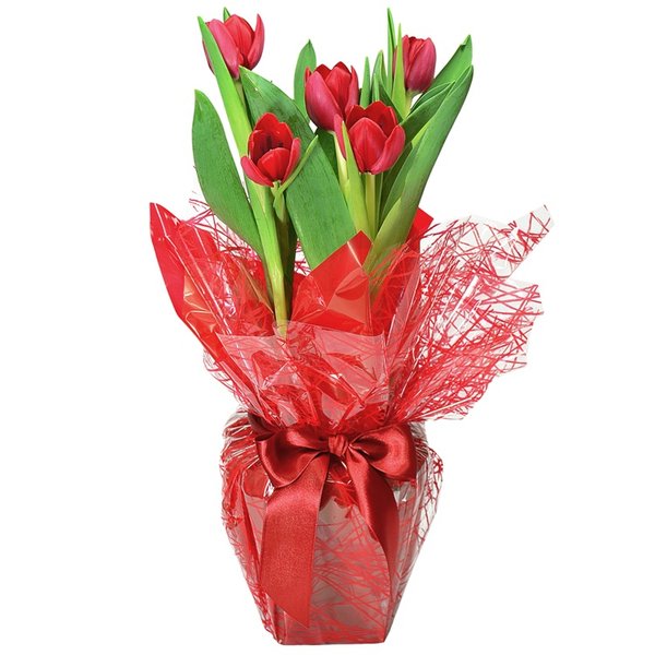 Tulipas Plantadas Presente