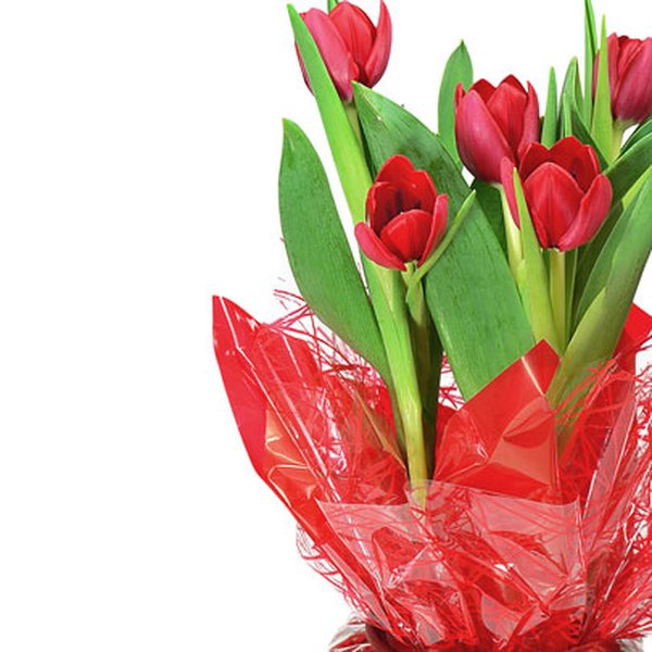 Tulipas Plantadas Presente